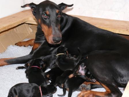 Ina Rhayader with puppies