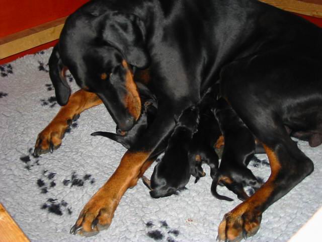 Basra puppies
