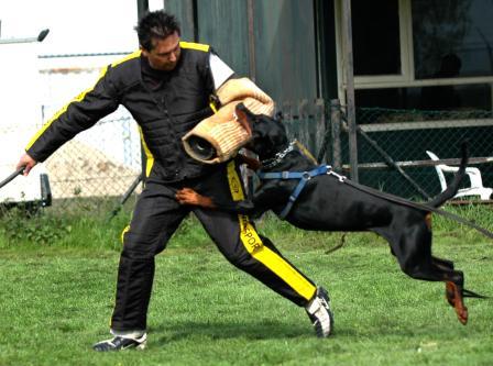 Bosz Antonio vluchtverijdeling