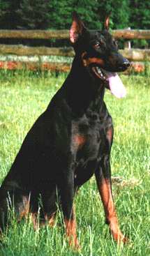 Brista Doberwache