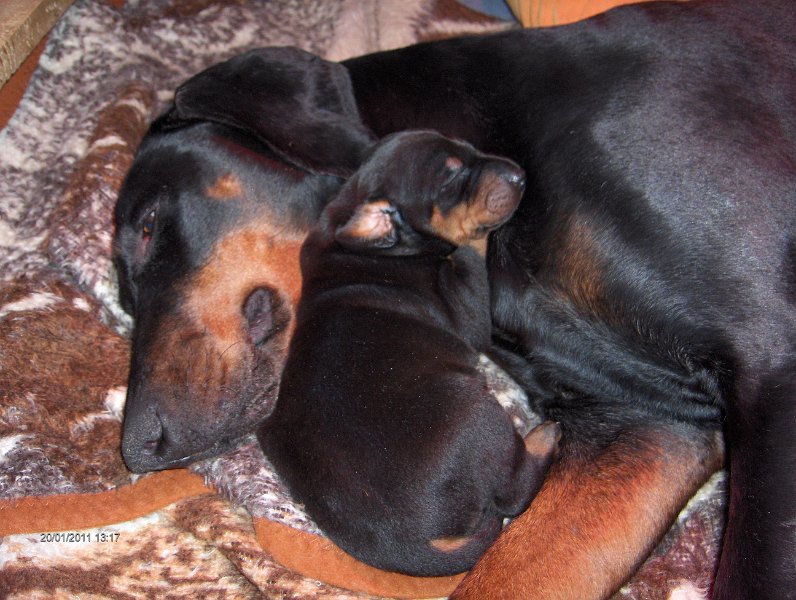 Champion von der Leibgarde