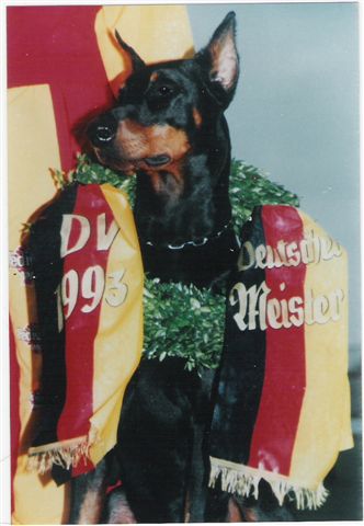 Conan DV sieger