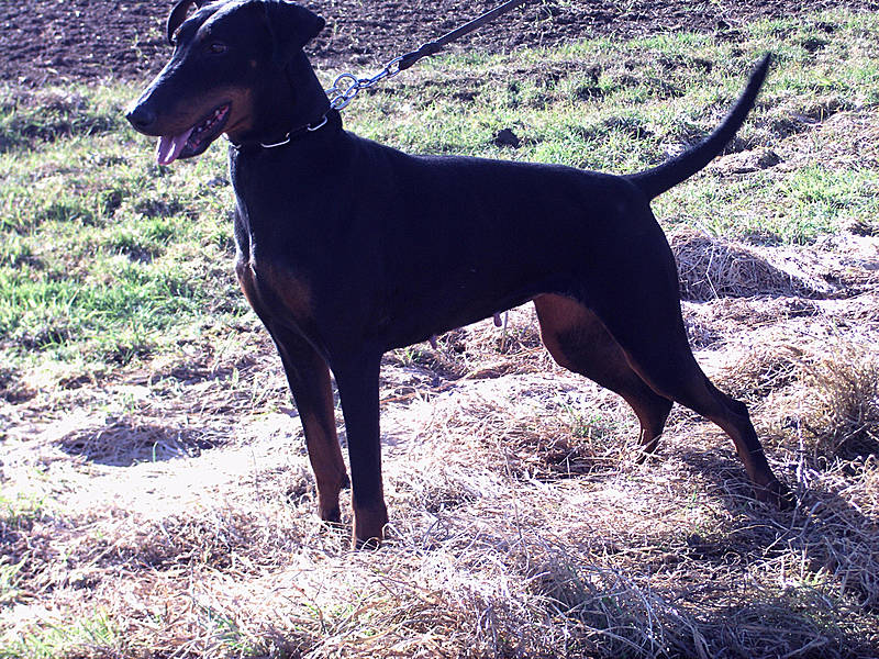 Gisma vom Erdburgermoor