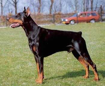 Hertog Conan van Manensheide