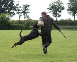 Bosz Davy vluchtverijdeling