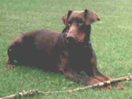 Mannix vd Weyermhle