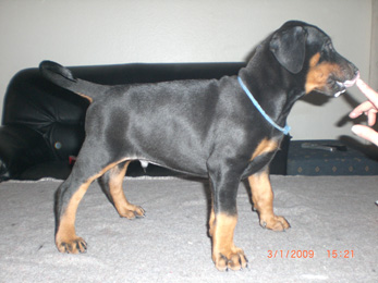 d_wurf_ruede_blau_49tage